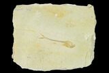 Jurassic Fossil Fish (Orthogoniklethrus) - Solnhofen Limestone #139369-1